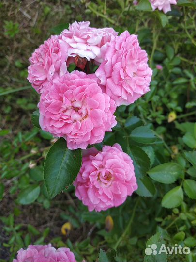 Ирисы сортовые, Розы плетистые, др.цветы садовые