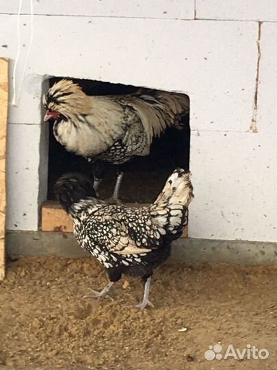 Цыплята породы Падуан в окрасе Шамоа