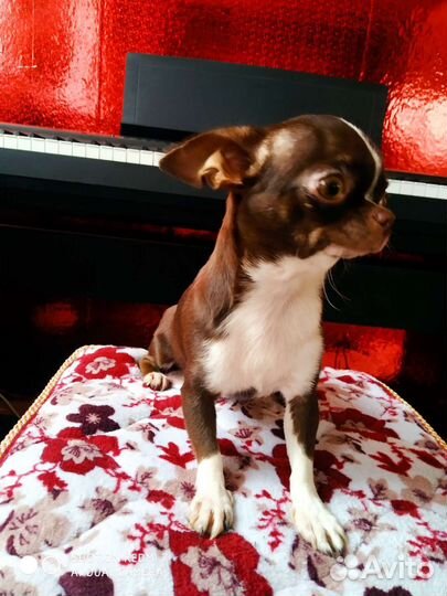 Чихуахуа супер мини девочка РКФ