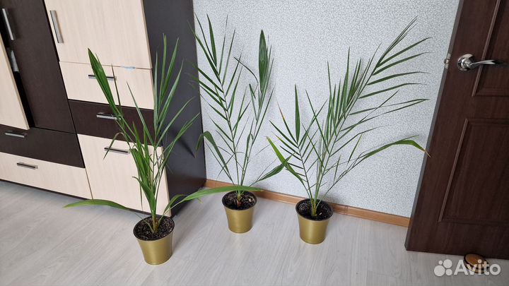 Финиковая пальма