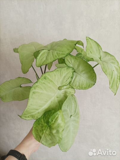 Комнатные растения