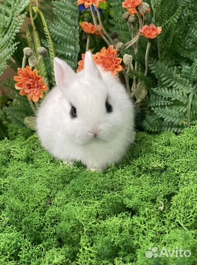 Хотот из Царского Кролика