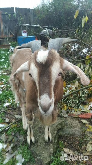 Козёл, вязка,чех