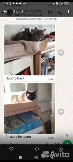 Котики ищут дом