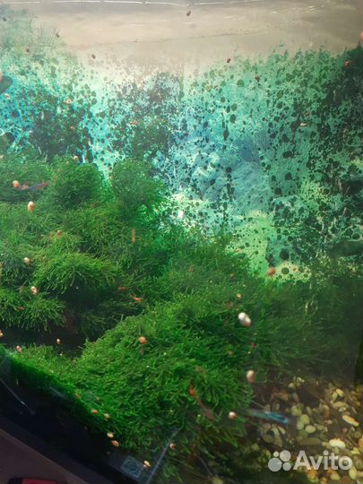 Мох в акварриум