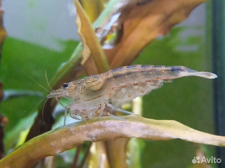 Креветки Амано (Caridina multidentata)