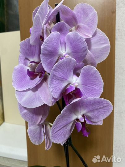 Орхидея фаленопсис
