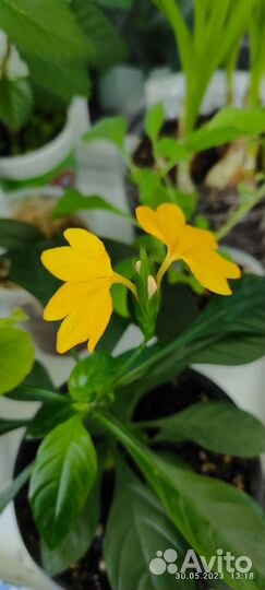 Спатифиллум Флорибунда, Домино и др