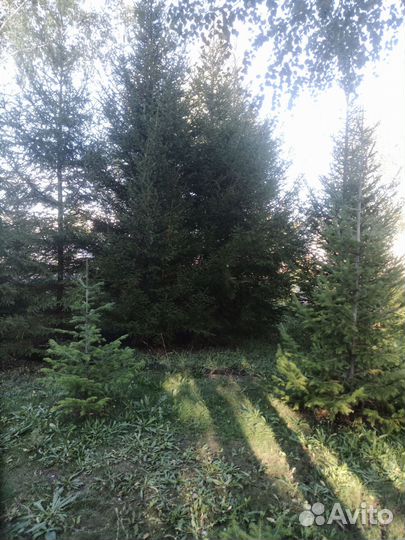 Ёлка обыкновенная