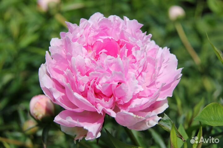 Пион Сара Бернар