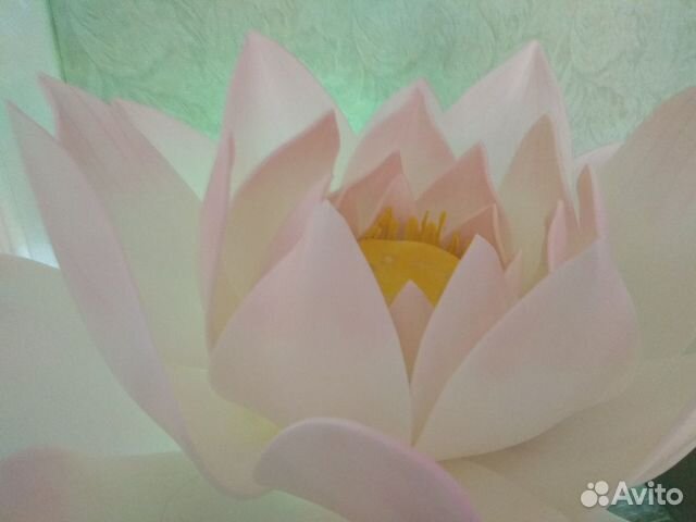 Лотосы для фотосессий на воде