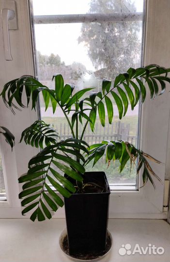 Комнатные цветы