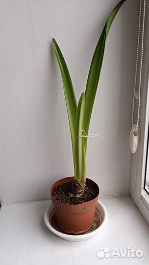 Гиппеаструм