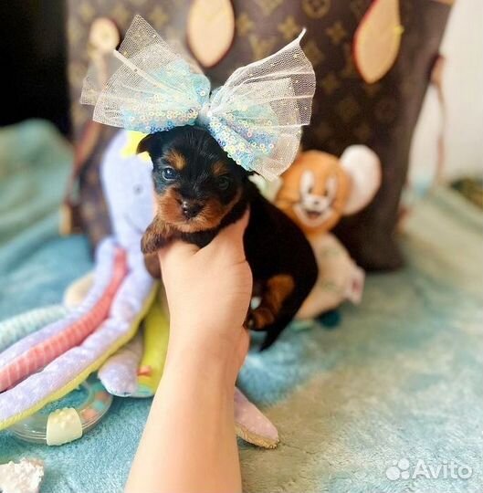 Щенки йоркширского терьера мини