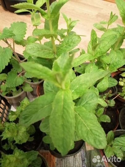 Мята, ментол, мелисса, перечная мята