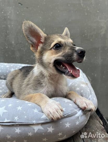 Щенок маленькой собаки в добрые руки