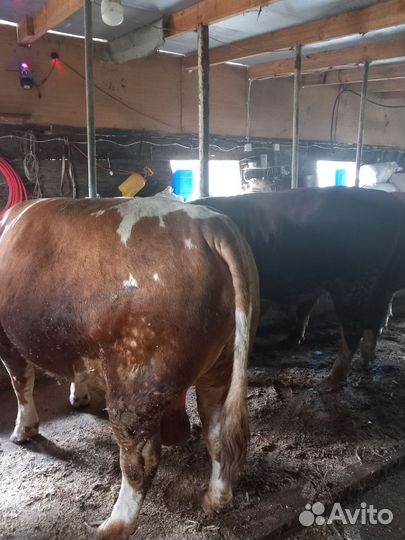 Продаю быков