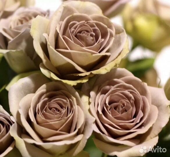 Роза Коко локо, Амнезия, Мокароза