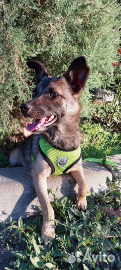 Коротколапик мальчик