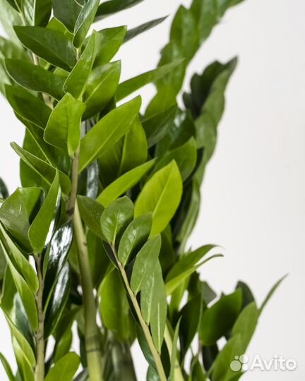 Цветок Замиокулькас в горшке