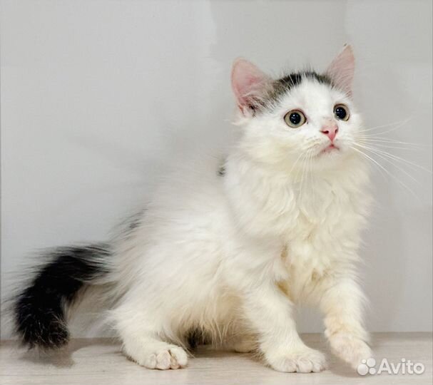 Котенок девочка ищет дом