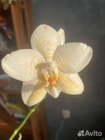 Орхидея цветет