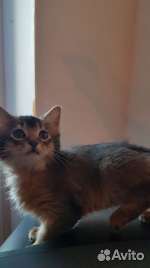 Котенок сомали