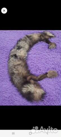 Чернобурка воротник