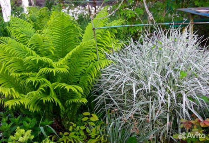 Ромашка садовая, кустовая Нивянник, папоротник