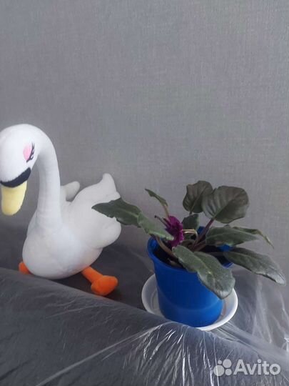 Фиалки сортовые