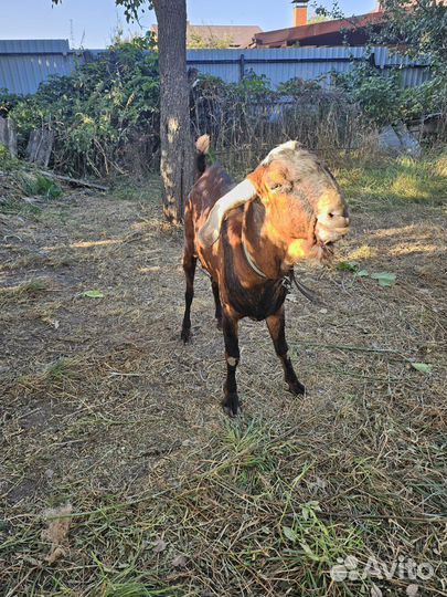 Англо нубийский козел