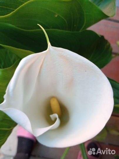 Комнатные цветы Каллы