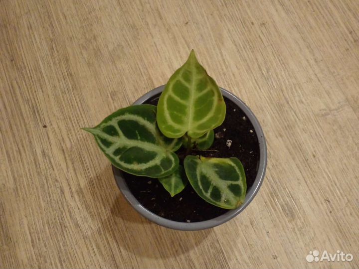 Антуриум сильвер блаш