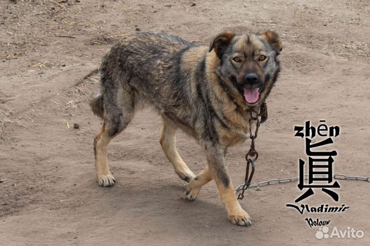 Пупся ищет семью