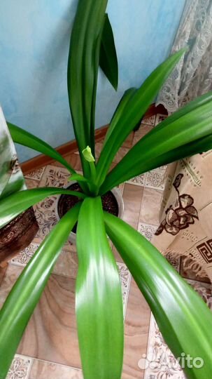 Гименокаллис