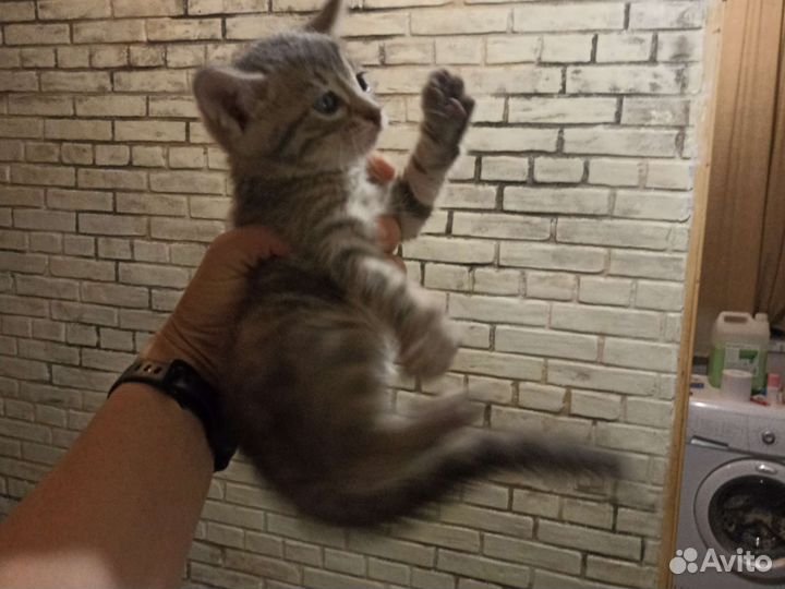 Кошка в дар бесплатно