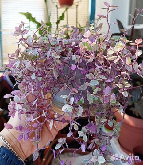 Традесканция каллизия