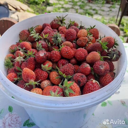 Клубника виктория ягода