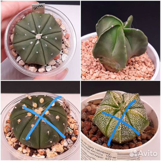 Кактусы