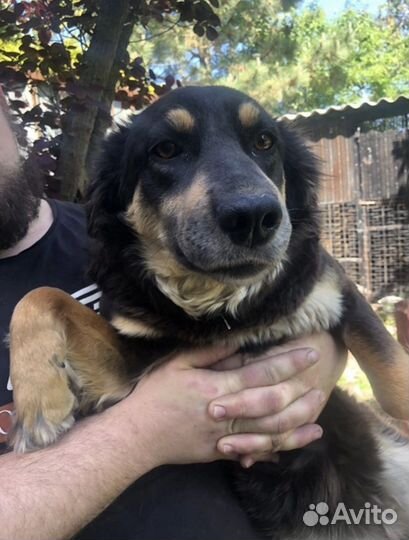 Собака в добрые руки