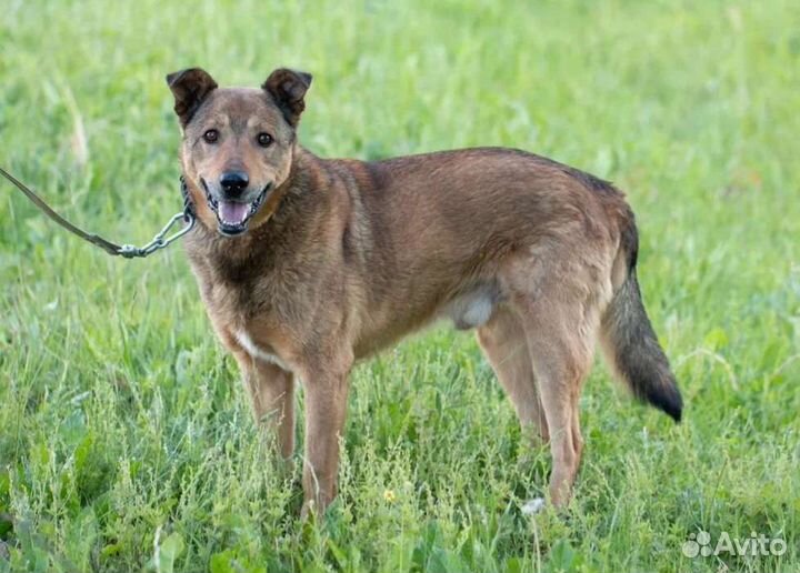 Спокойный,послушный Луи в поисках дома