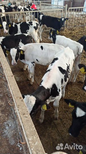 Бычки на откорм