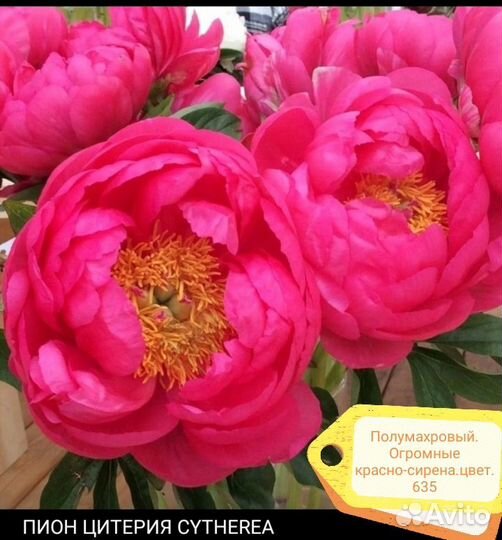 Пионы сортовые 2