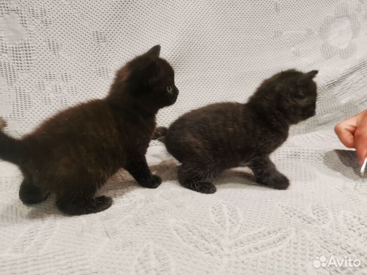 Котята британцы