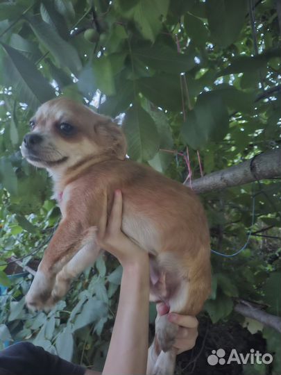 Собаки чихуахуа щенок