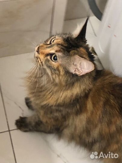 Кошка мейн-кун