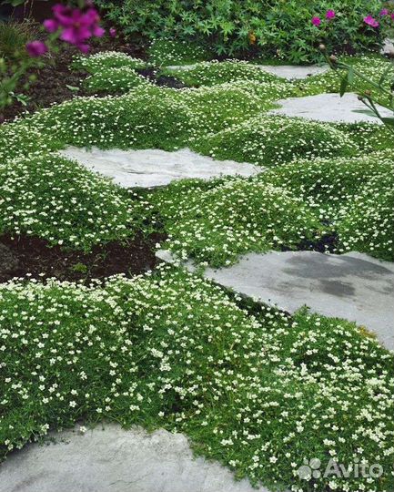 Мшанка шиловидная, Очиток (седум) 