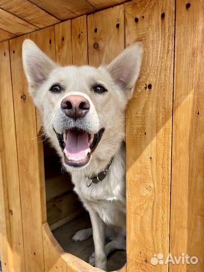 Собака бесплатно