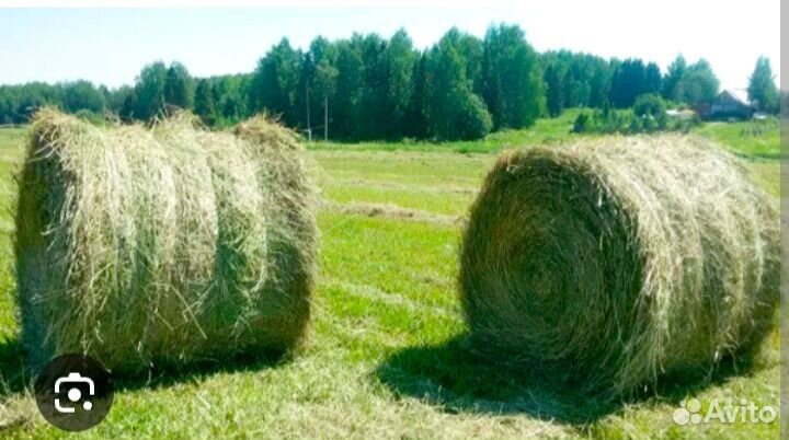 Продам сено в рулонах