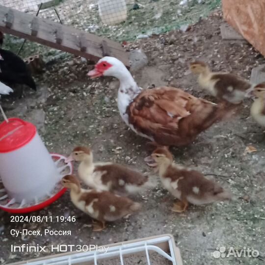 Мускусные утята, утки и селезень